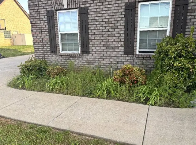 Front flower bed before mulching